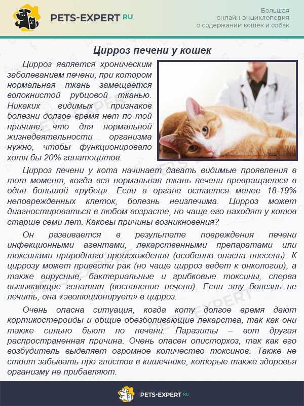Почему воняет кот? причины и способы устранить проблему