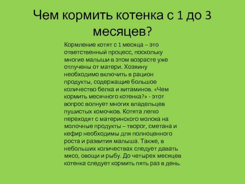 Как выкормить котенка без кошки