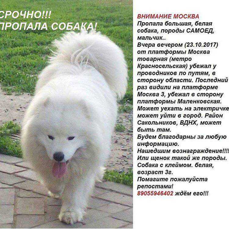 Самоед — почему так называется порода