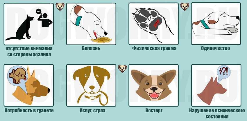 Как отучить взрослую собаку или щенка скулить: простые и проверенные способы | звери дома
