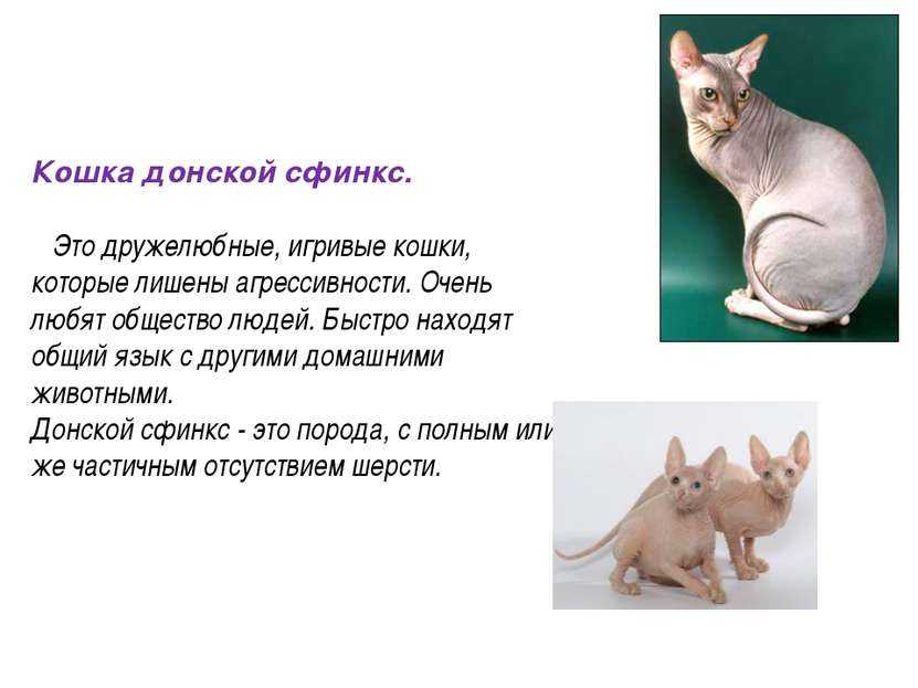 Течка у сфинксов - сколько длится, что делать и как часто