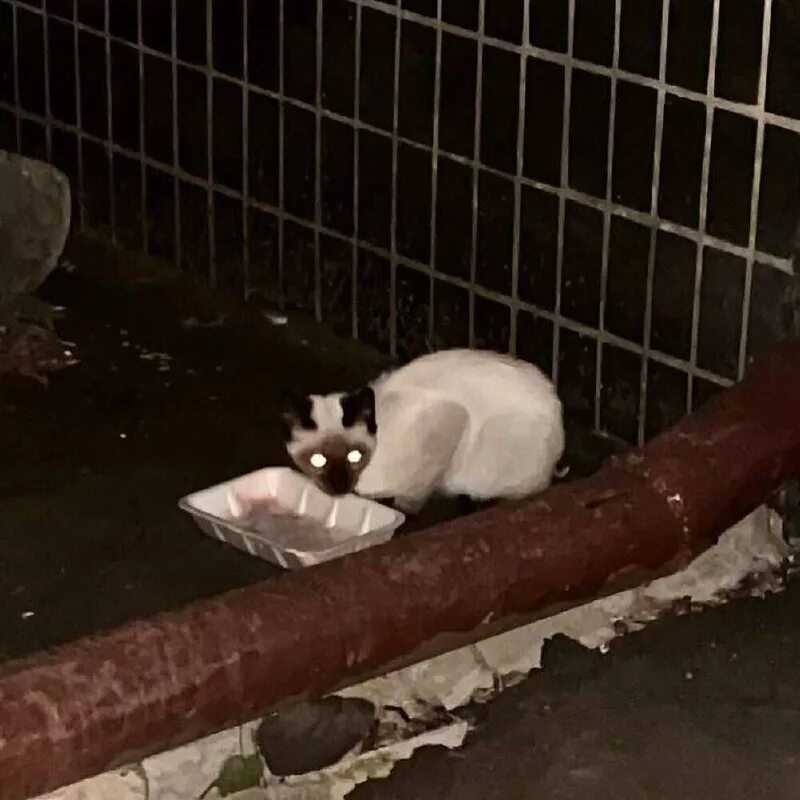 Можно ли давать котам тыквенные семечки?