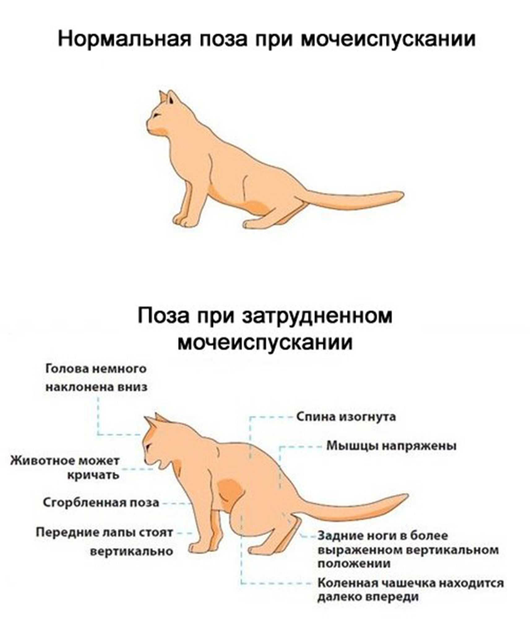 Кот после кастрации