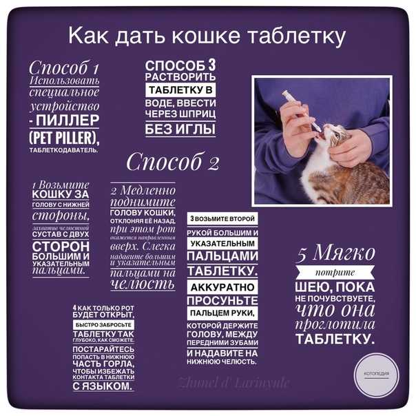 Как дать кошке таблетку от глистов: 5 действенных способов