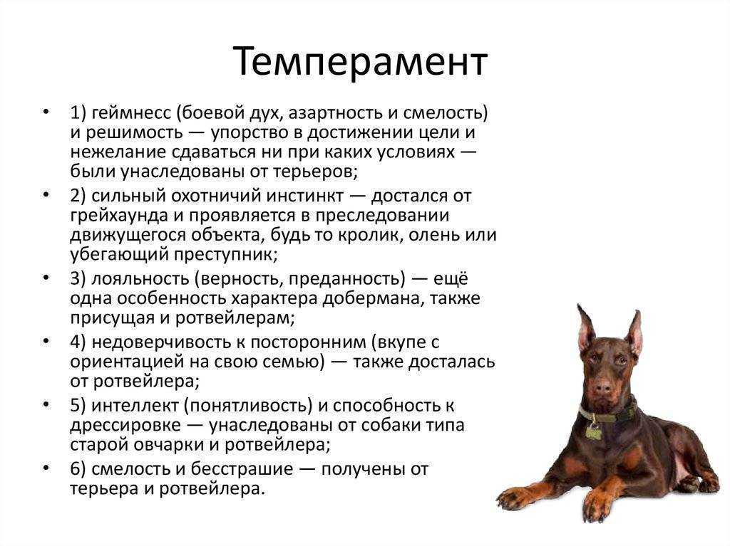 Лучшие породы собак крысоловов