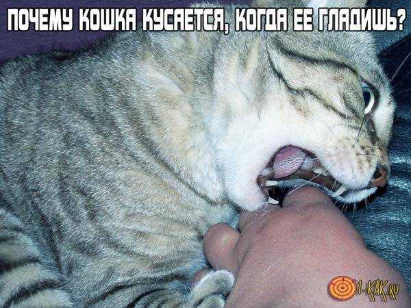Почему кошка не дает себя гладить – погладить котенка