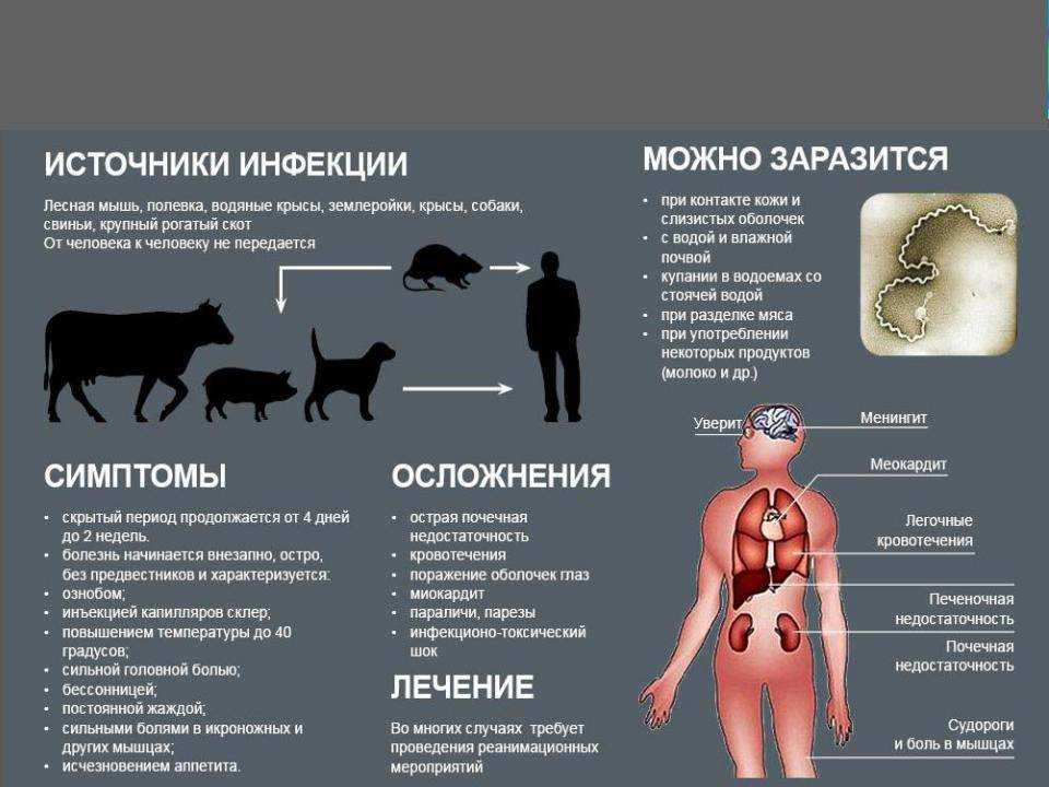 Лишай у собак: фото и лечение дома