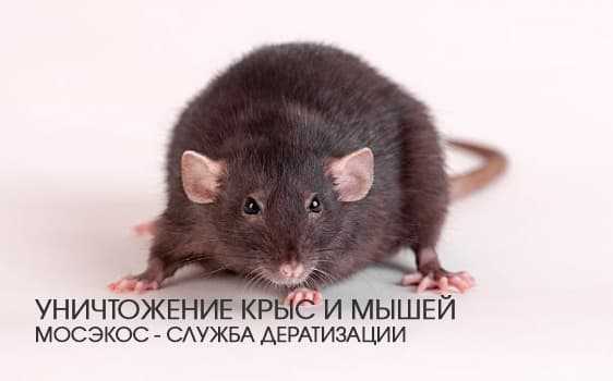 Где живут хомяки в природе: в какой природной зоне обитают джунгарики и другие грызуны, их родина, сколько живут и их враги, места обитания в россии