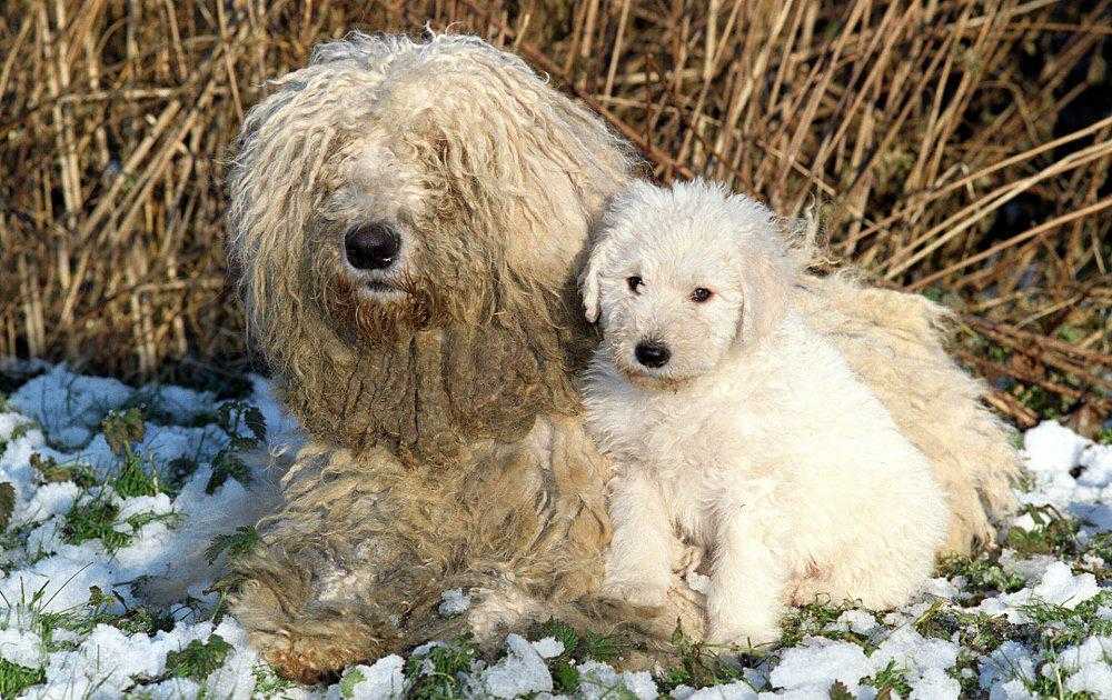 ᐉ 22 факта о породе собак похожей на швабру (комондор) - kcc-zoo.ru