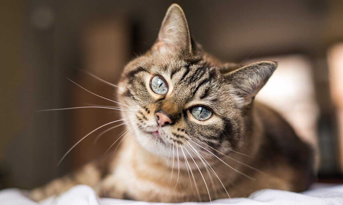 Какие запахи не любят кошки? 5 ароматов, которых кошки просто ненавидят
