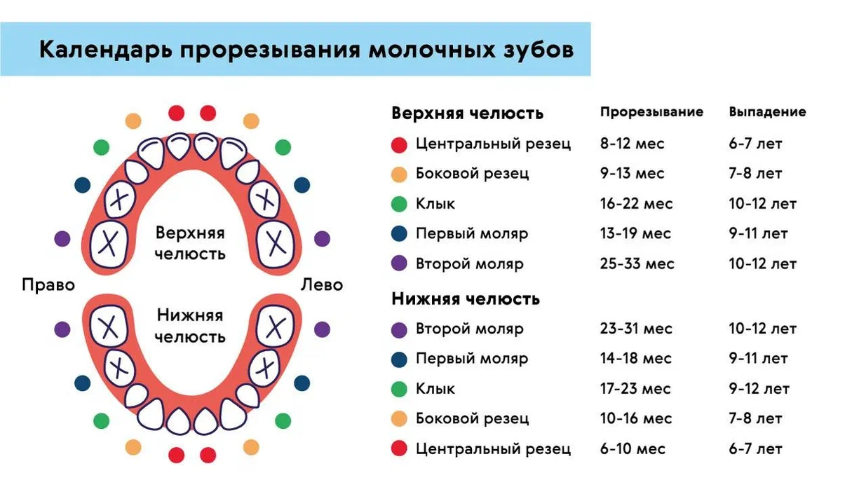 У собаки выпадают зубы: какие, в каком возрасте молочные, коренные, передние у взрослой, старой