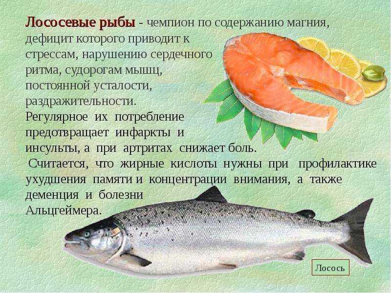 Почему кошки любят рыбу - причины