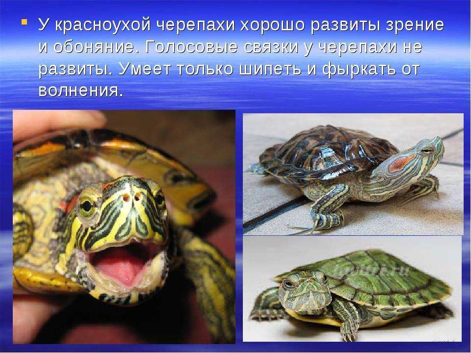 Как долго может прожить красноухая черепаха в дикой природе и в домашних условиях Какие факторы влияют на продолжительность жизни черепахи Жизненный цикл красноушки по человеческим меркам