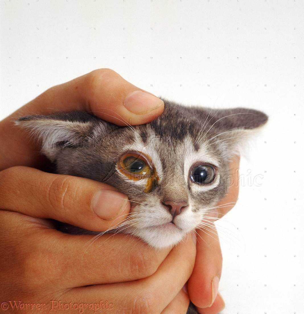 4 причины почему у котенка не открываются глаза