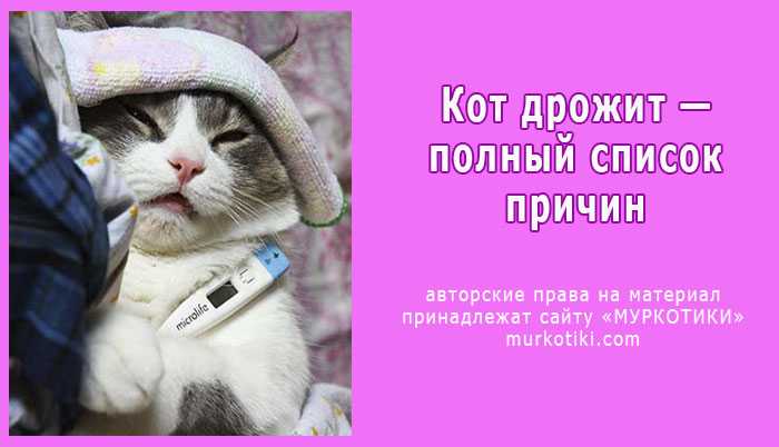 Кота трясет мелкой дрожью. почему кот трясется когда лежит во сне, когда спит, засыпает, ест, после купания, переходный возраст