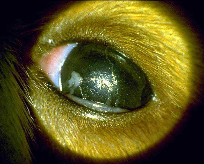 Конъюнктивит глаз у собак. причины, симптомы, виды и лечение конъюнктивита у собак