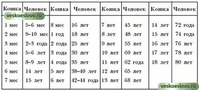 Как определить возраст кошки по человеческим меркам