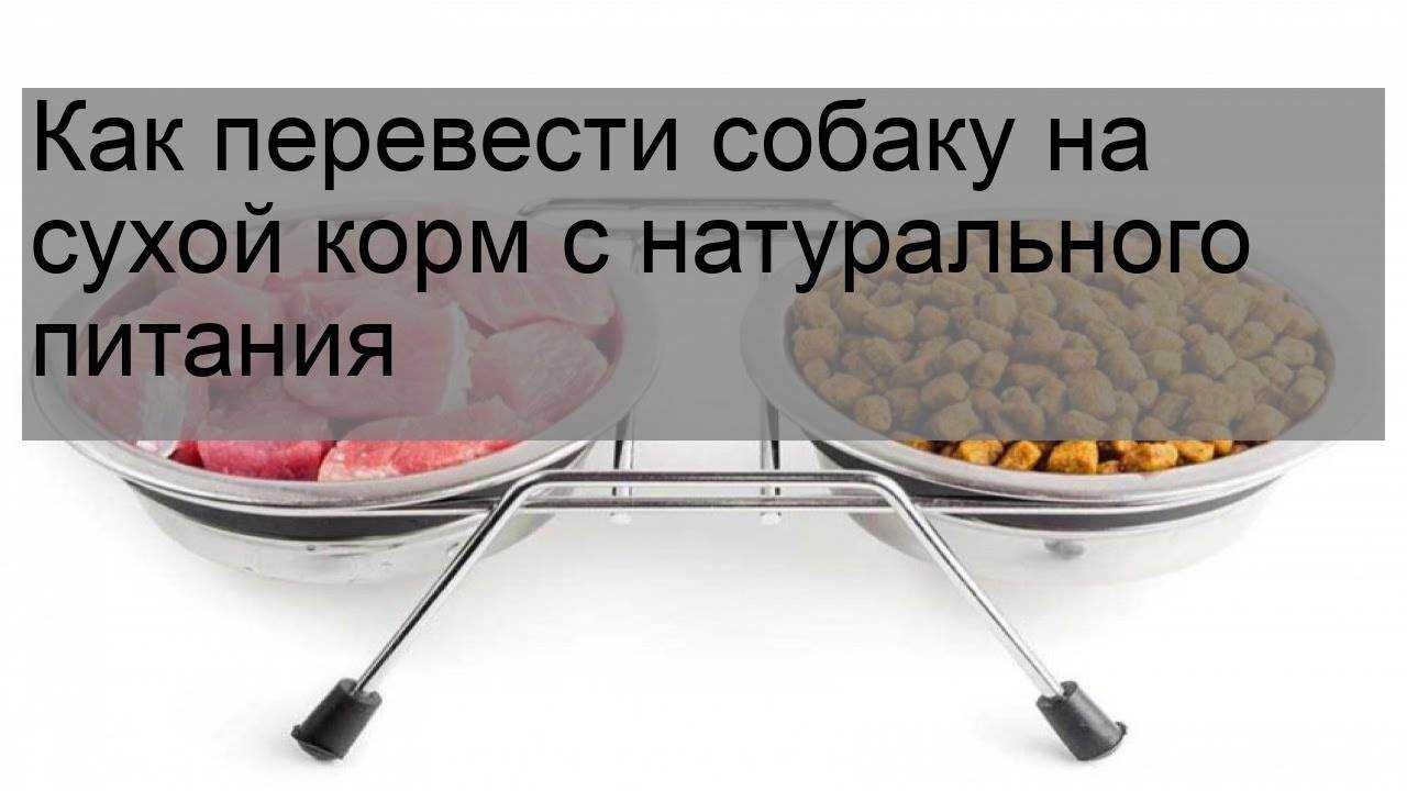 Как приучить собаку к сухому корму: причины отказа и способы перехода