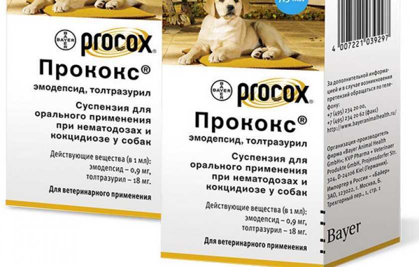 Лечение глистов у собак в домашних условиях: как правильно и быстро вывести паразитов, и избавиться, если запустили? можно ли делать дегельминтизацию беременной?