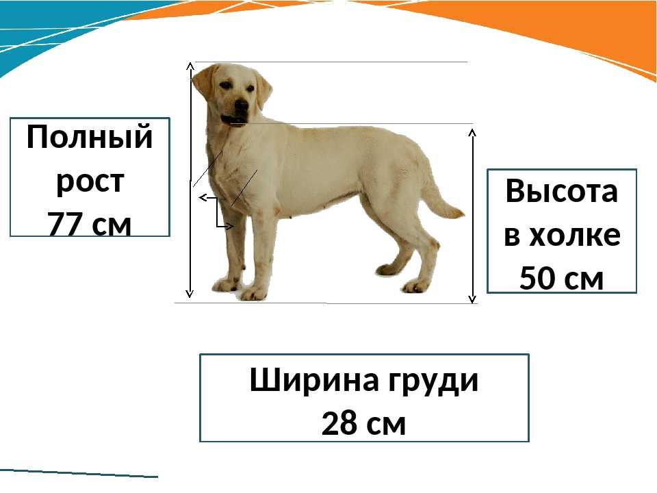 Как измерить рост собаки: 7 шагов (с иллюстрациями)