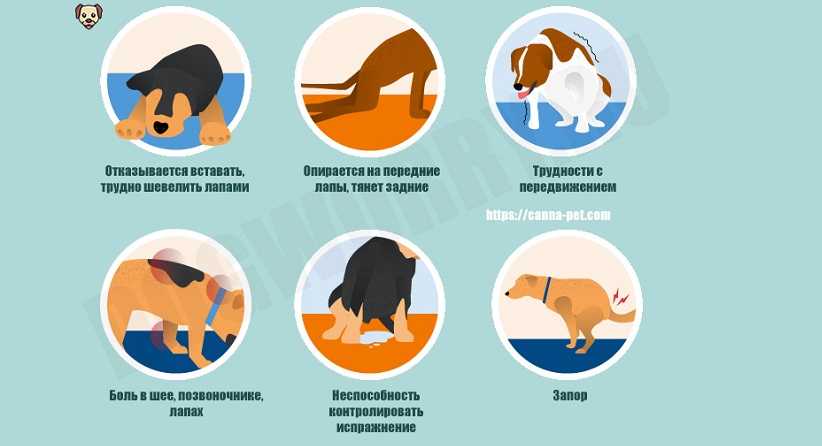 Паралич у кошек: причины и методы лечения