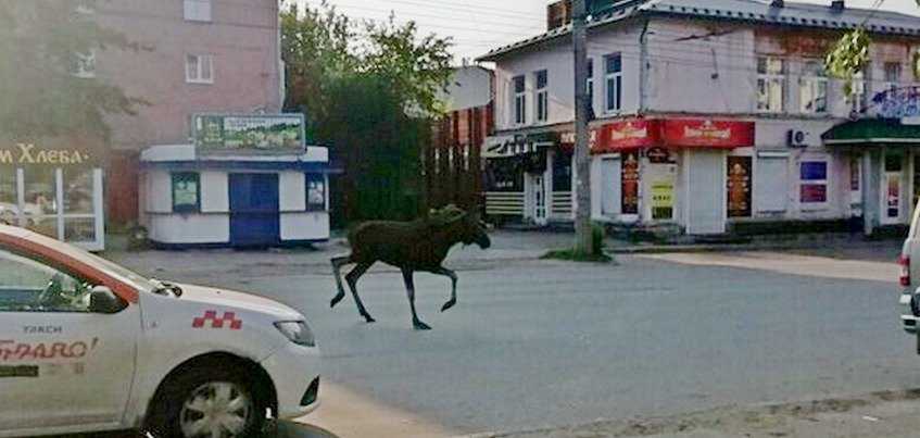 Как приручить черепаху
