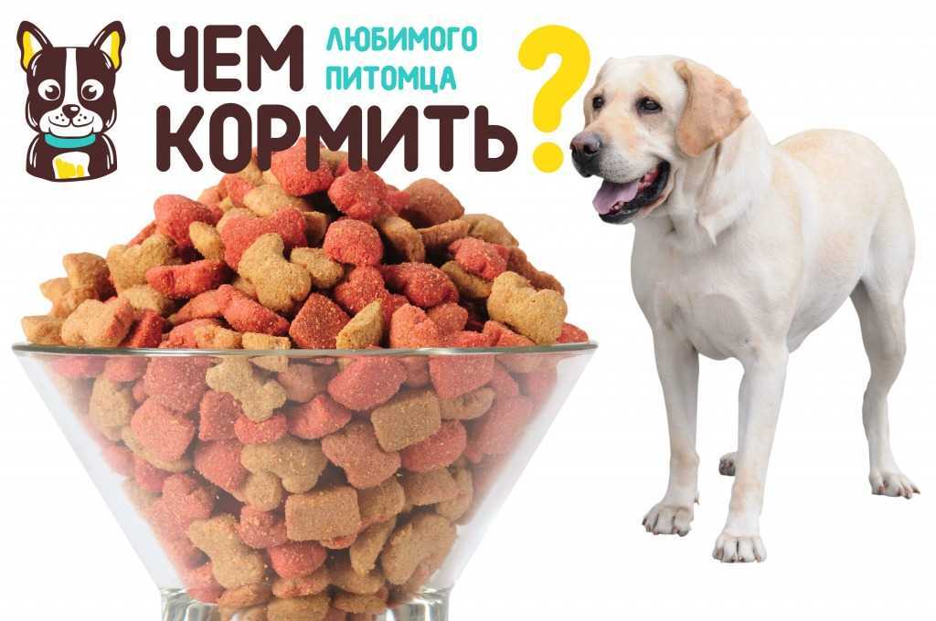 Сколько раз нужно кормить щенка далматинца