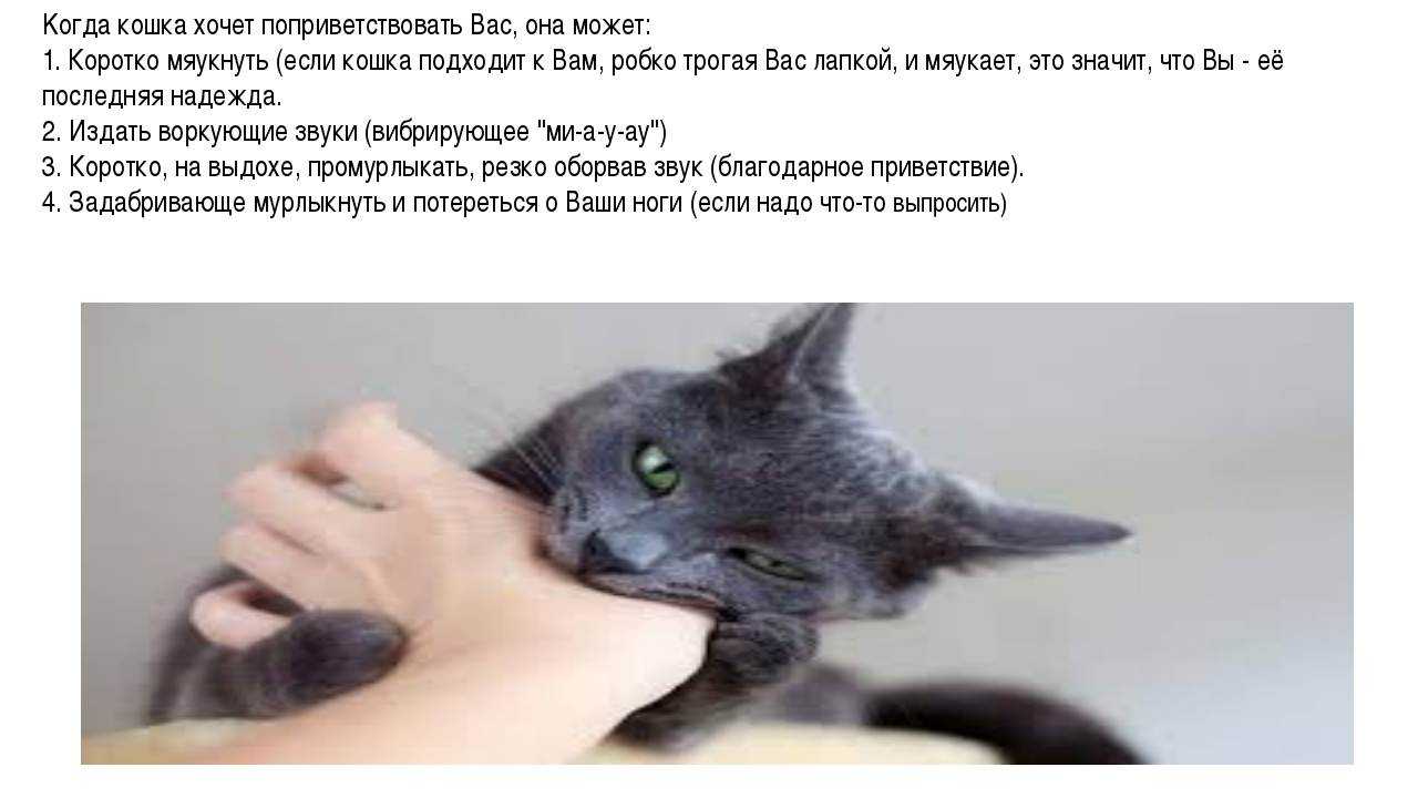 Кошка бегает по дому и мяукает