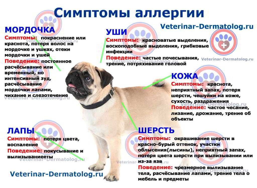 Собака чешется - причины и методы устранения