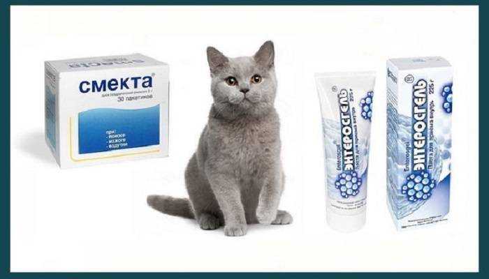 Почему у котёнка понос?
