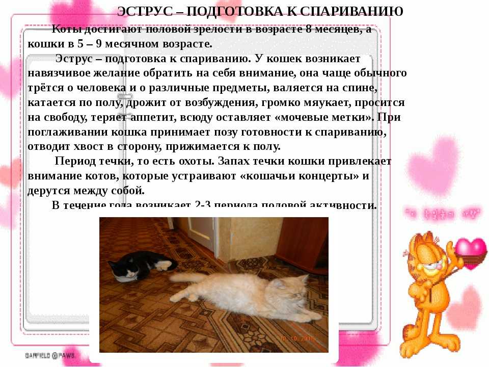 Первая течка у кошки. симптомы. как быть, чем помочь?