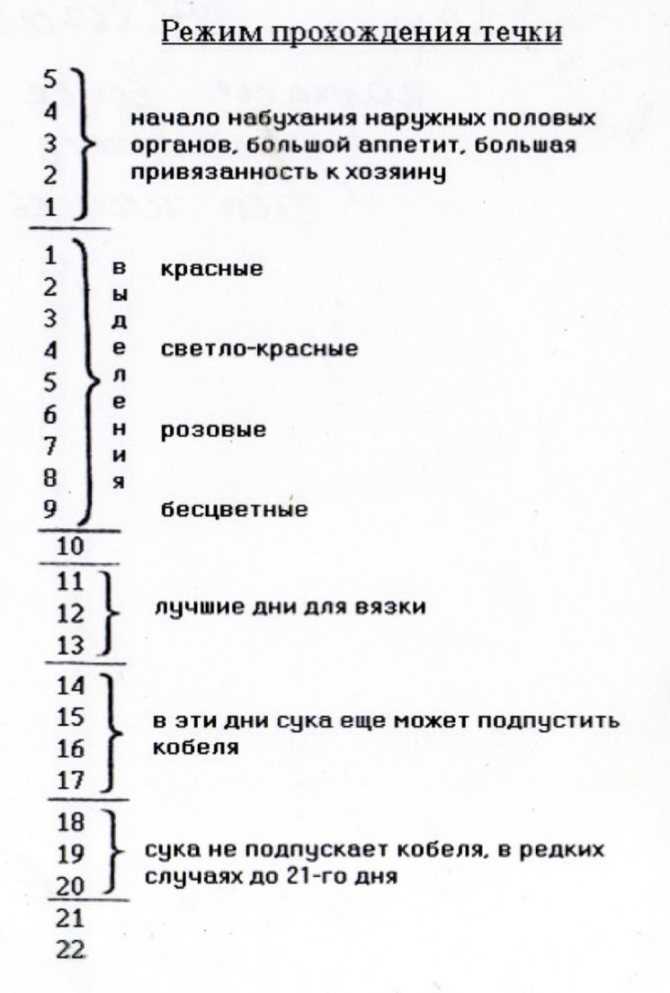 Первая течка у собаки: когда начинается, сколько длится - zoosecrets