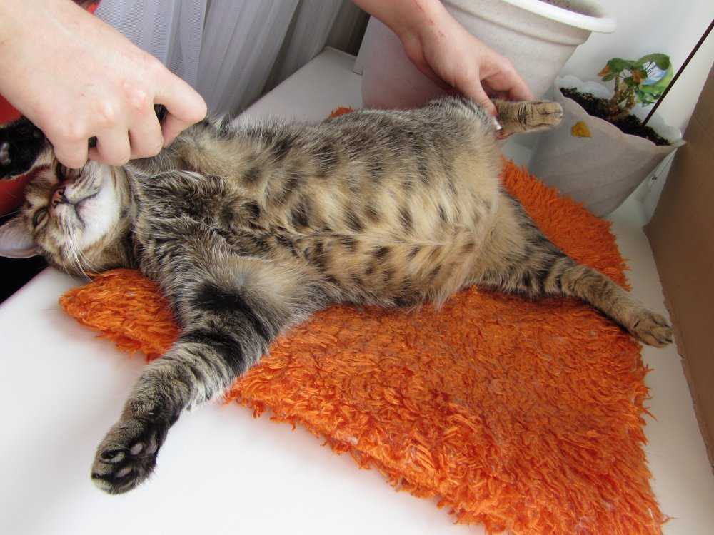 Болит живот у кошки