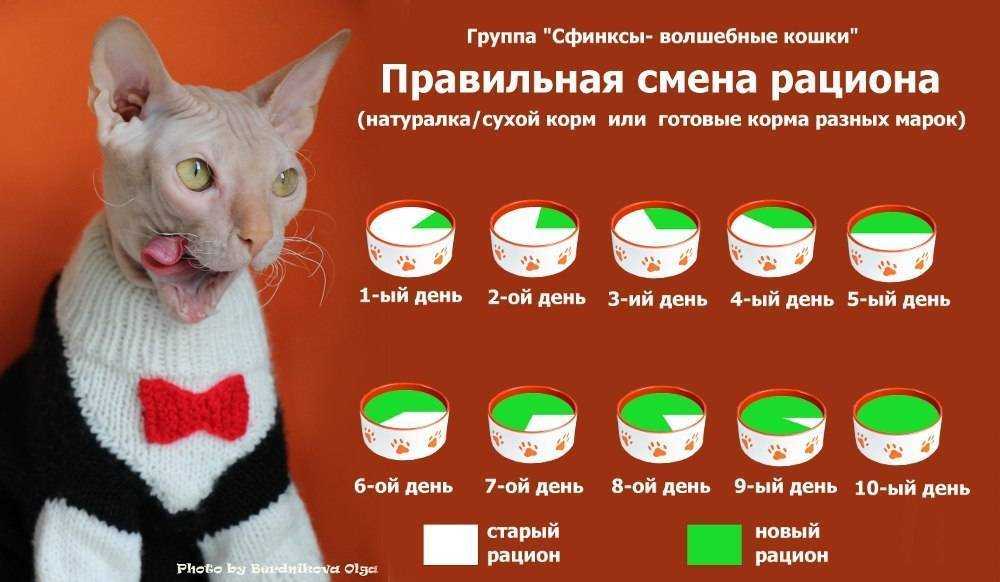 Можно ли кормить кошку сырым мясом? советы по питанию