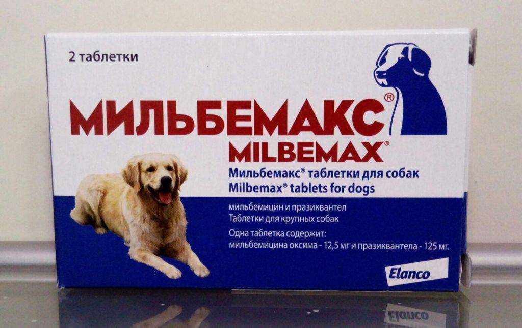Глисты у щенка