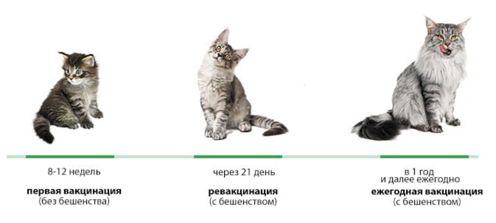 Во сколько месяцев делают прививку котенку британцу