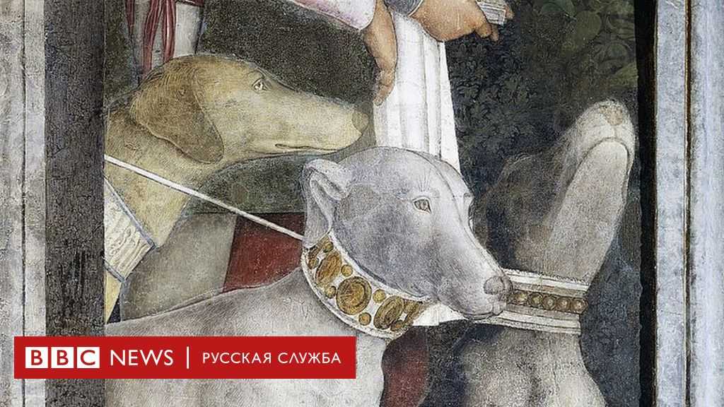 Хомяк роборовского: сколько живут, уход и содержание, фото, чем кормить