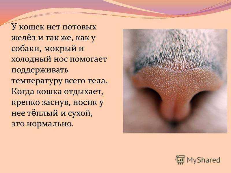 У кошки горячие лапы — можно ли называть этот симптом тревожным?