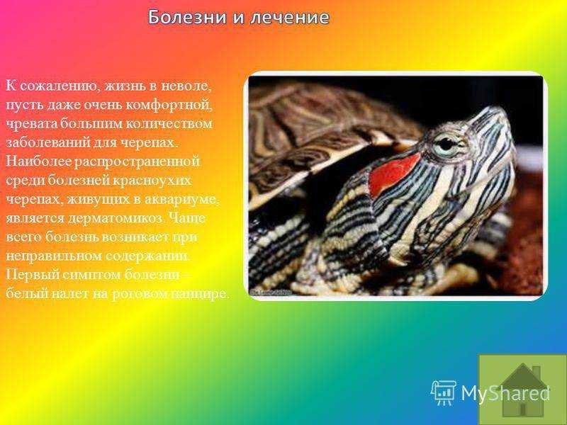 Красноухая черепаха