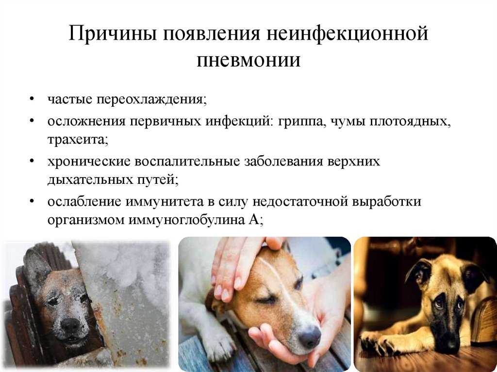 Пневмоторакс - тяжелая патология дыхательной системы у собак