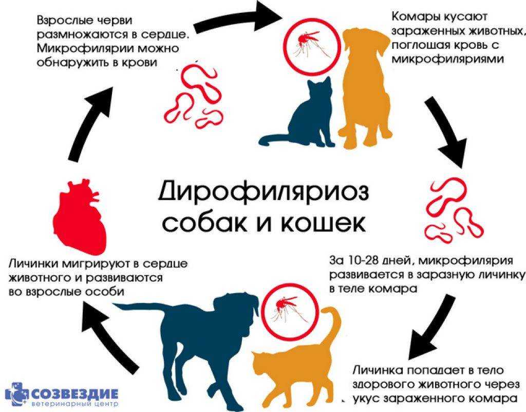 Как лечить ожоги и обморожения у собак | блог ветклиники "беланта"