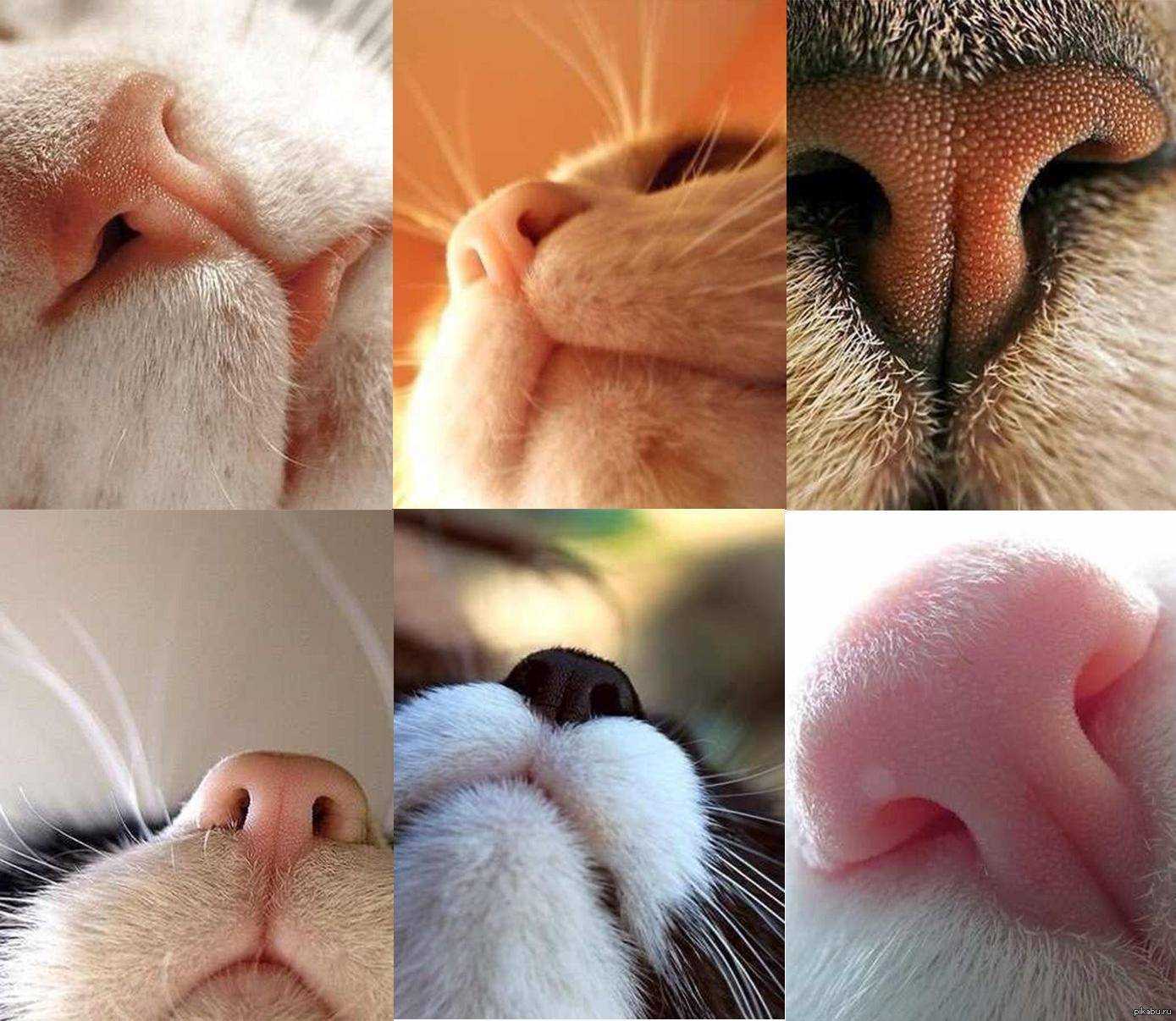 Почему сухой нос у кошки, котенка: причины, что делать - zoosecrets