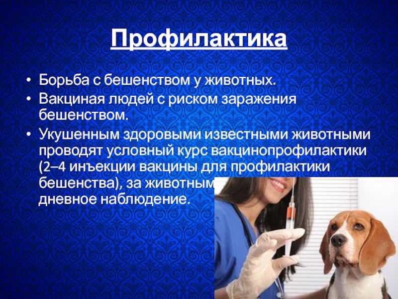 Стафилококк у собак: признаки, симптомы и лечение