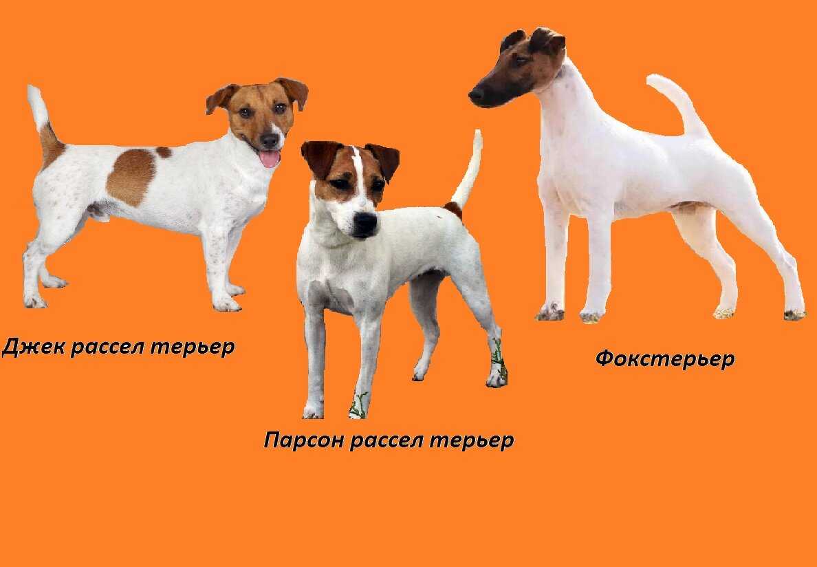 Джек-рассел-терьер — описание породы собаки от а до я