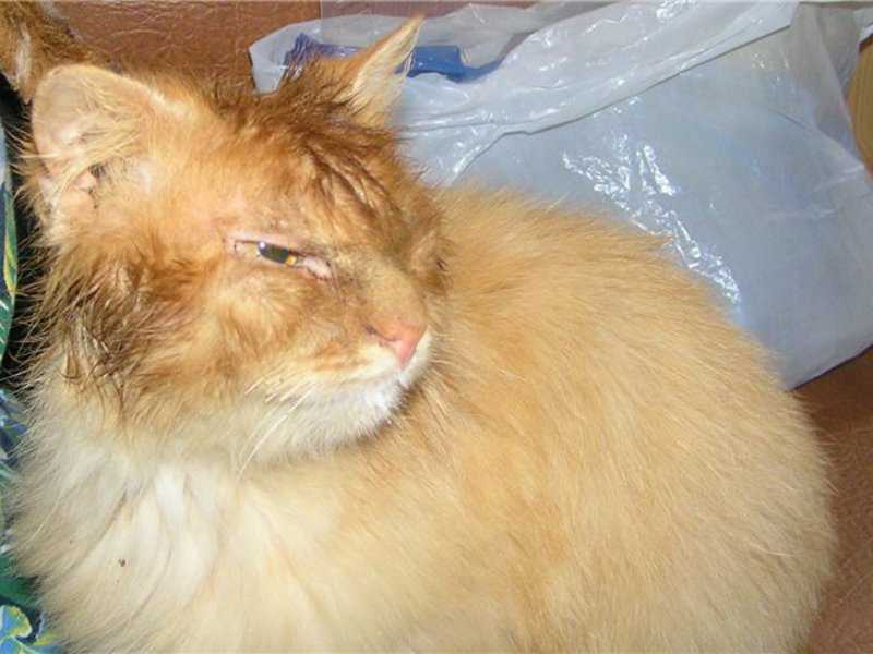 Важность удаления подкожного клеща
