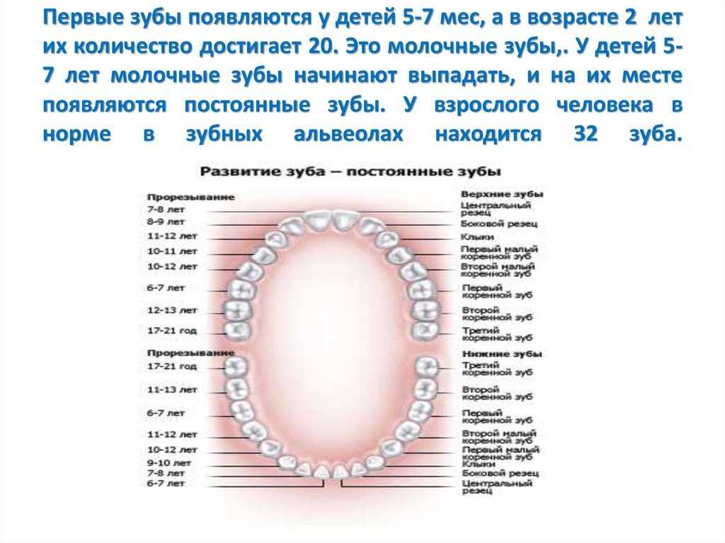 Когда у собак выпадают молочные зубы