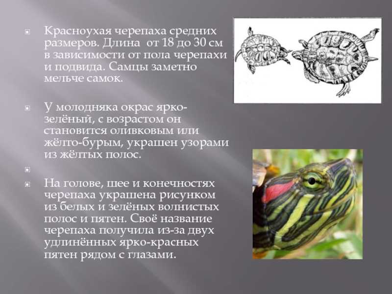 Красноухая черепаха — виды, описание, уход