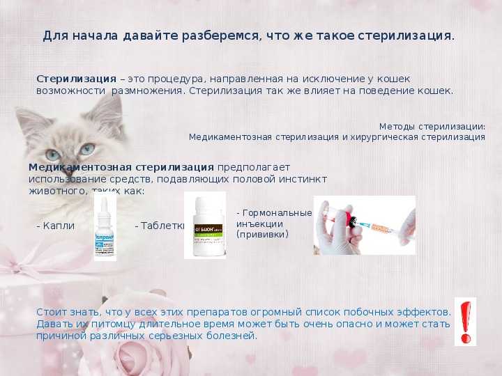 Подготовка кота к кастрации и послеоперационный уход