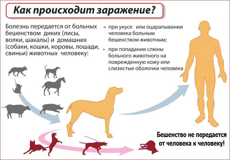 Энтерит у собак мир хвостатых - журнал о домашних питомцах.