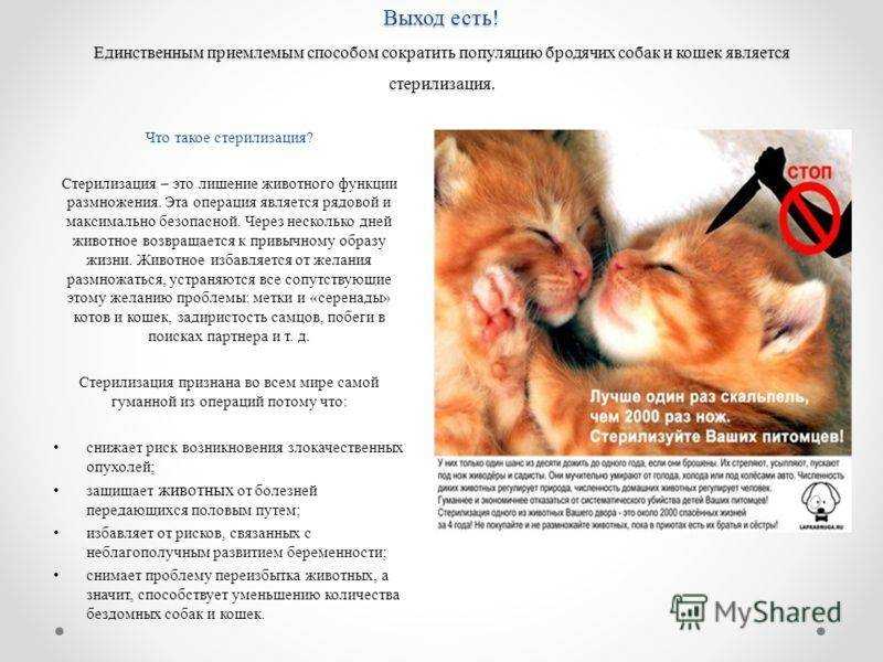 Кот после кастрации
